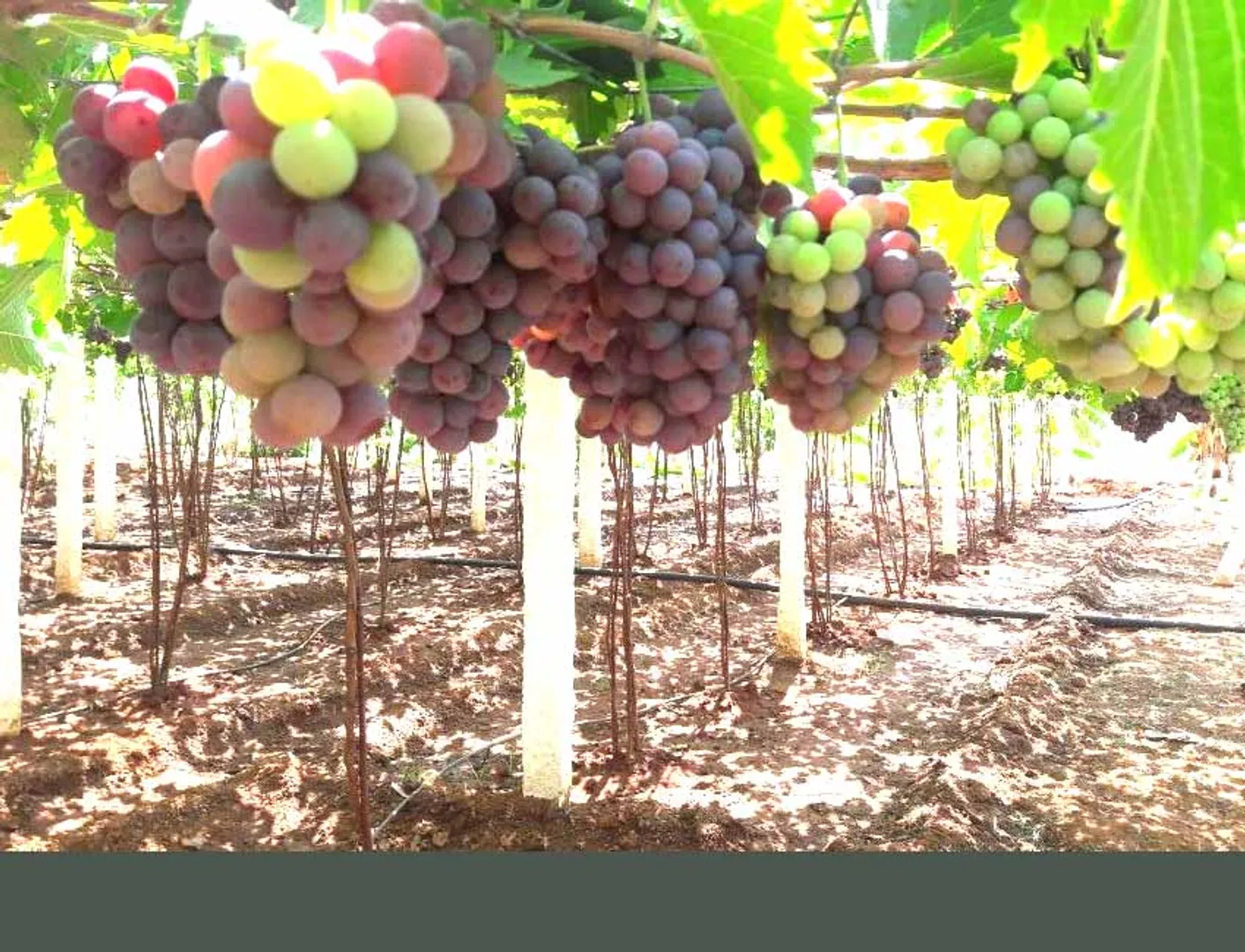 Grape